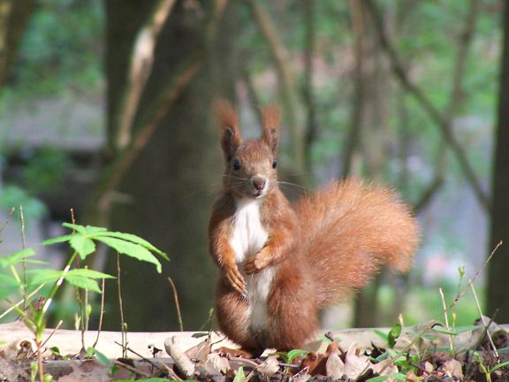 Europäisches Rothörnchen (Squrius vulgaris)