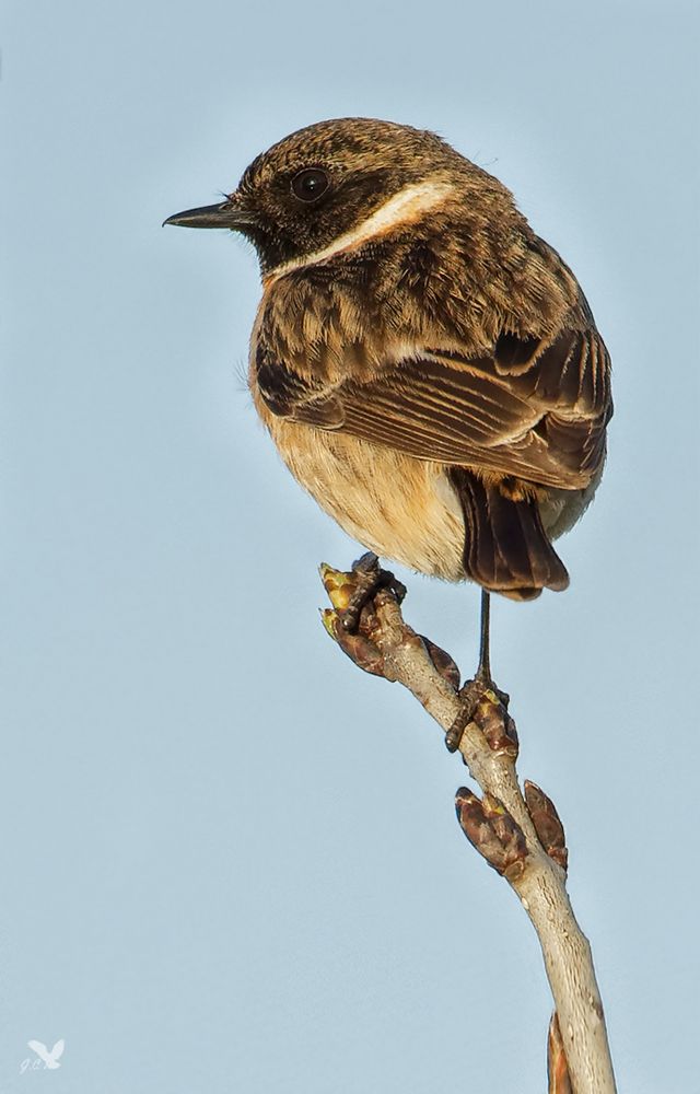 Europäisches Schwarzkehlchen (Saxicola rubicola) ...