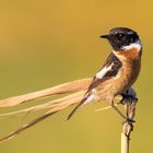 Europäisches Schwarzkehlchen (Saxicola rubicola)