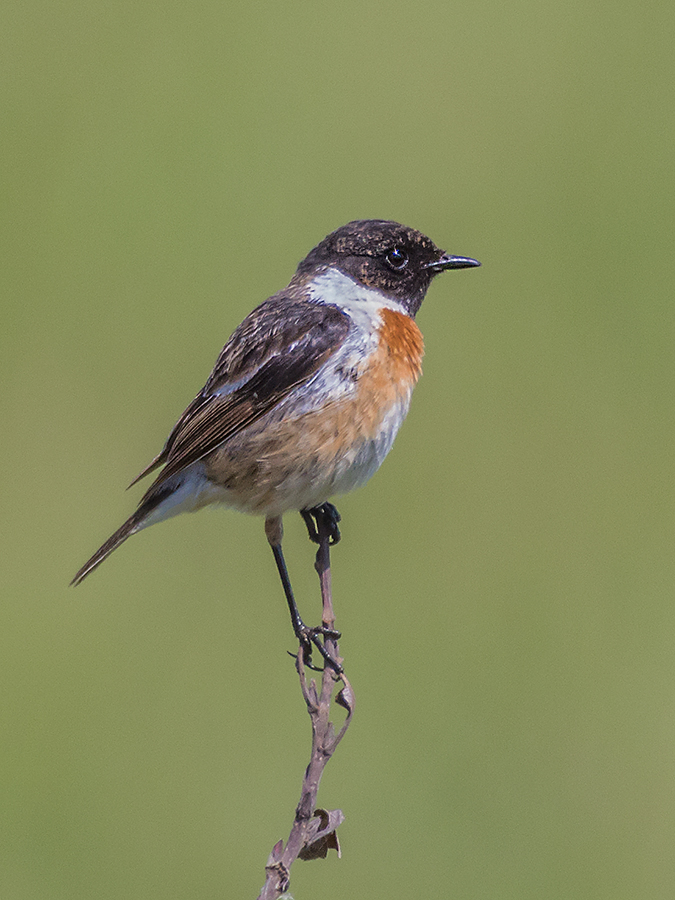 Europäisches Schwarzkehlchen (Saxicola rubicola)