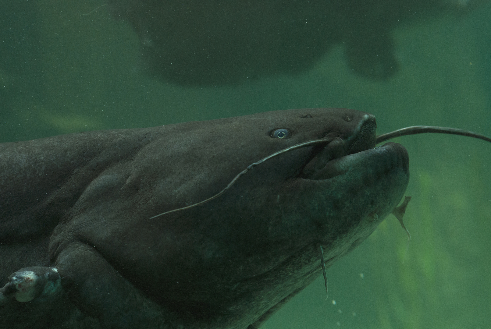 Europäisches Wels - fotografiert im Aquarium des Straubinger Tiergartens