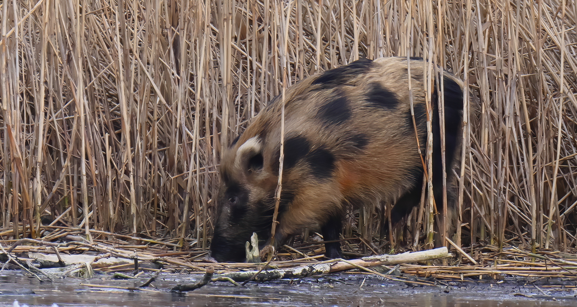 * Europäisches Wildschwein (Sus scrofa scrofa) *