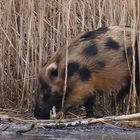 * Europäisches Wildschwein (Sus scrofa scrofa) *