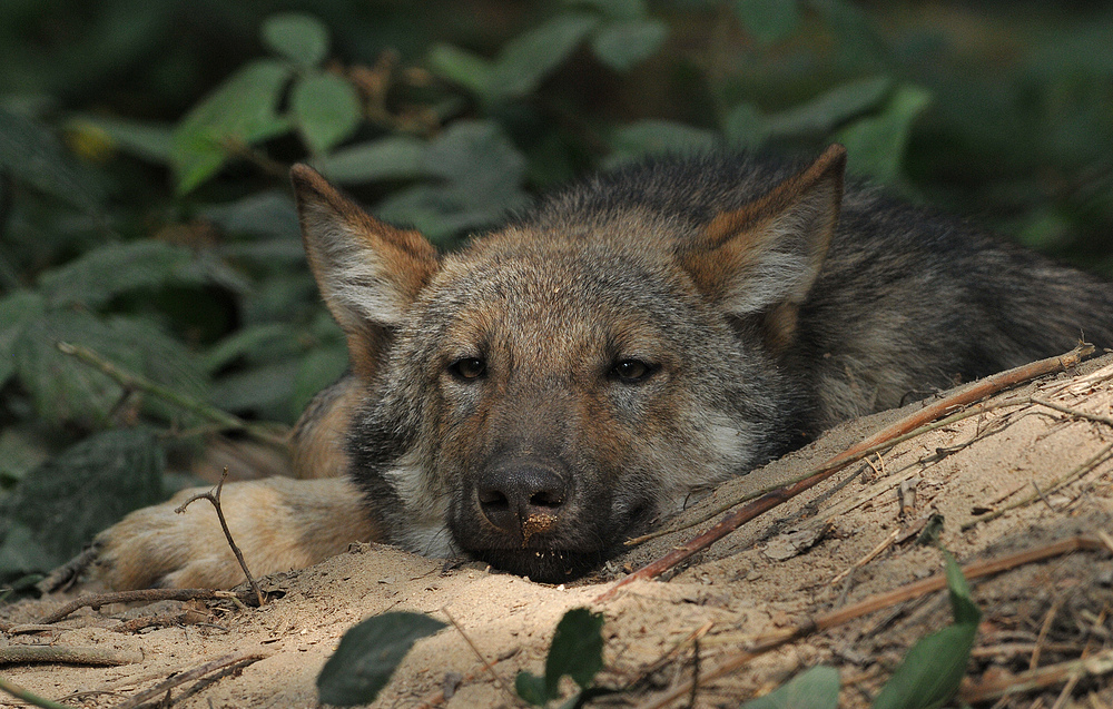 (Europäisches) Wolfskind – Abhängen