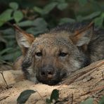 (Europäisches) Wolfskind – Abhängen