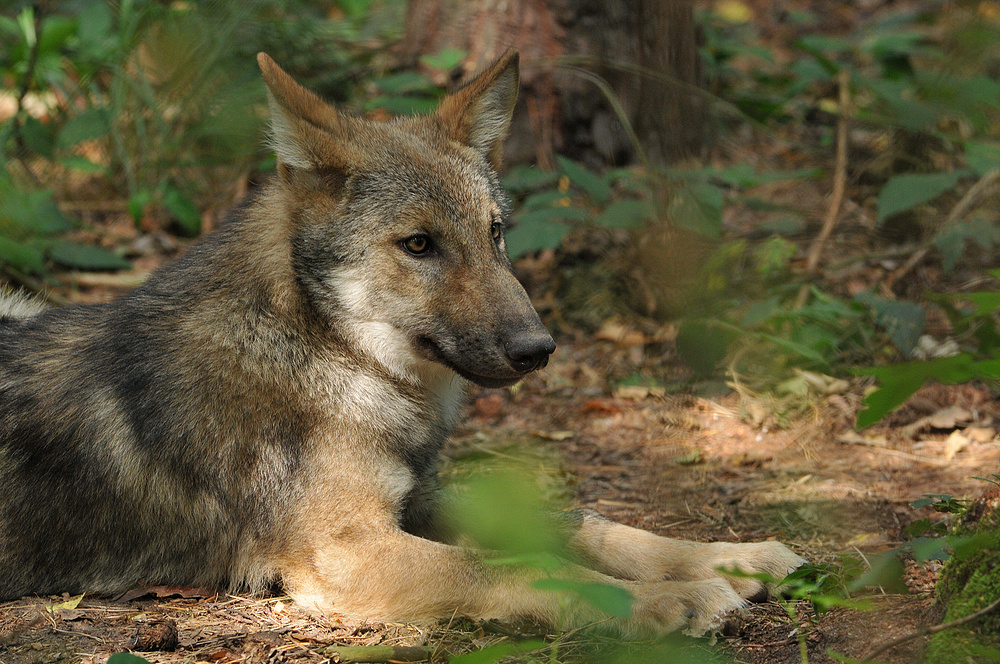 (Europäisches) Wolfskind – Besuchergucken