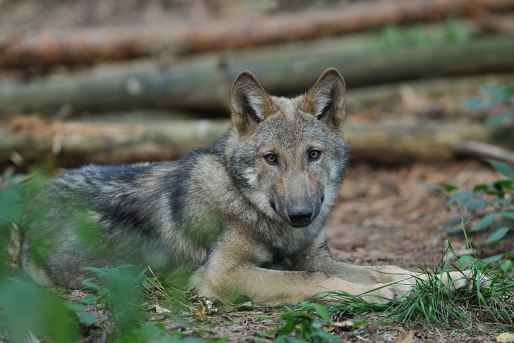 (Europäisches) Wolfskind – Neugier