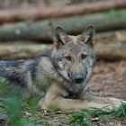 (Europäisches) Wolfskind – Neugier