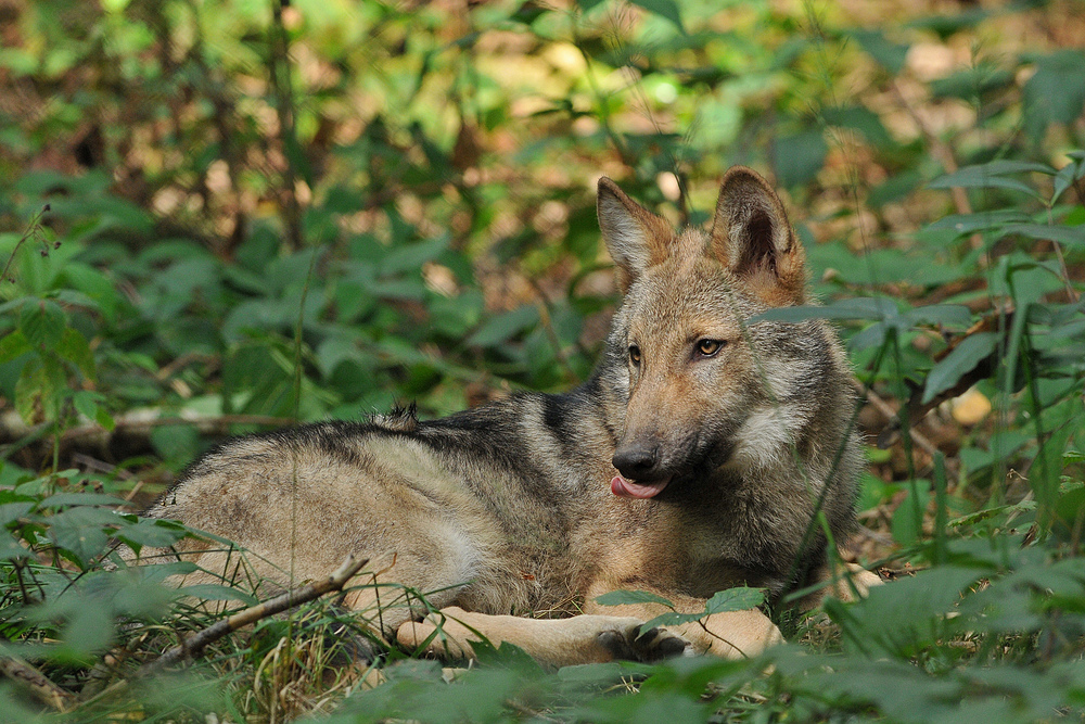 (Europäisches) Wolfskind – Zungenschlecken