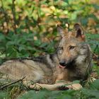 (Europäisches) Wolfskind – Zungenschlecken