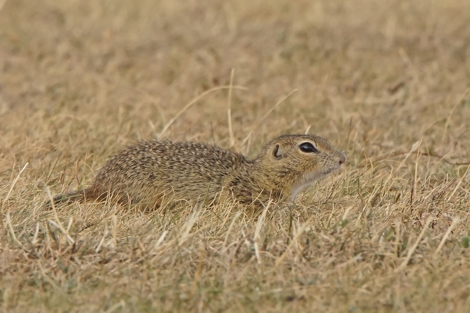 Europäisches Ziesel (Citellus citellus)