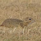 Europäisches Ziesel (Citellus citellus)