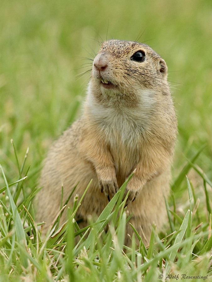 Europäisches Ziesel (Spermophilus citellus) 