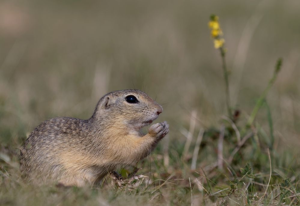 Europäisches Ziesel (Spermophilus citellus, Syn.: Citellus citellus),