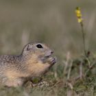 Europäisches Ziesel (Spermophilus citellus, Syn.: Citellus citellus),