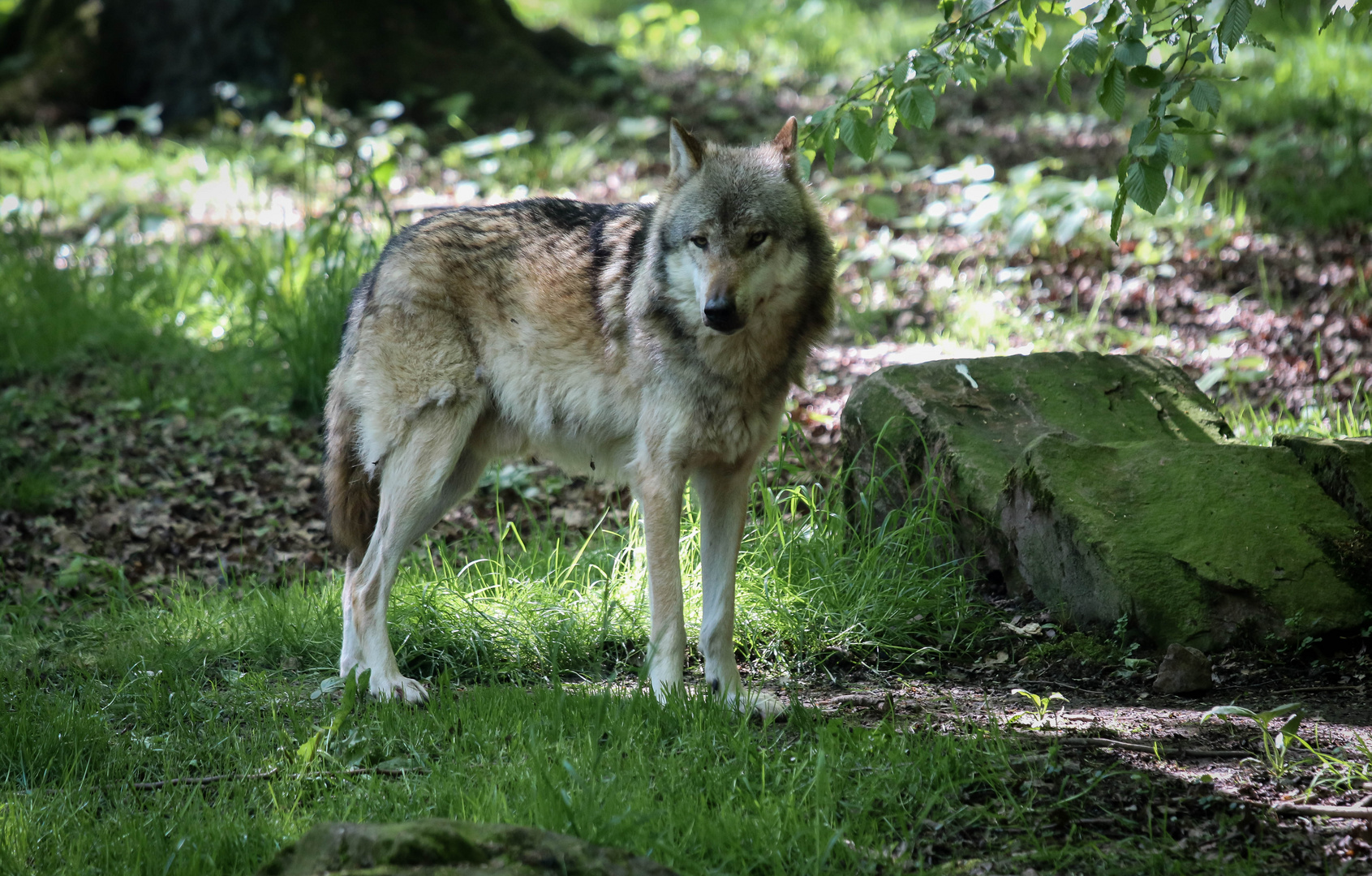 Europäscher Wolf