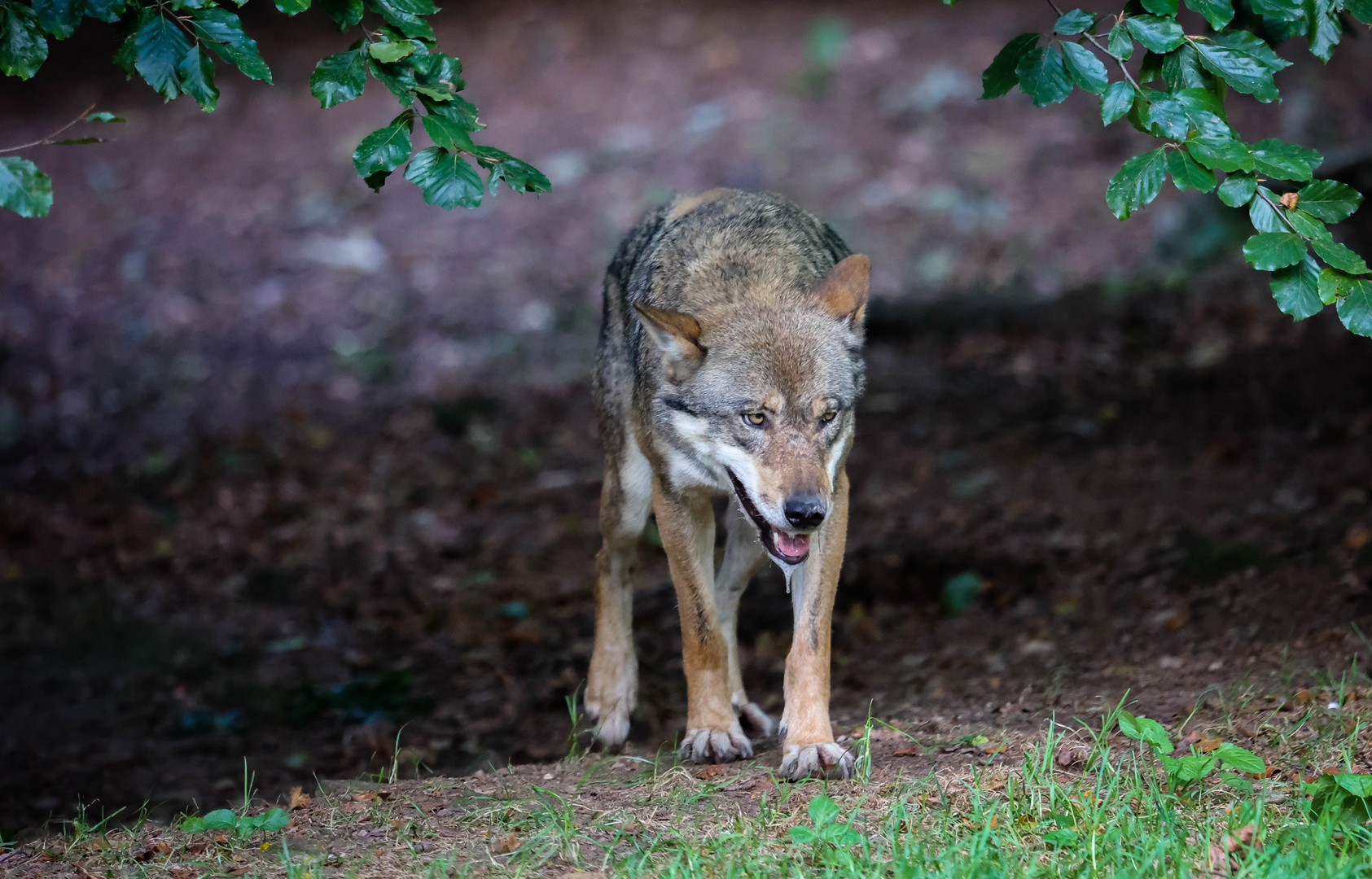 Europäscher Wolf