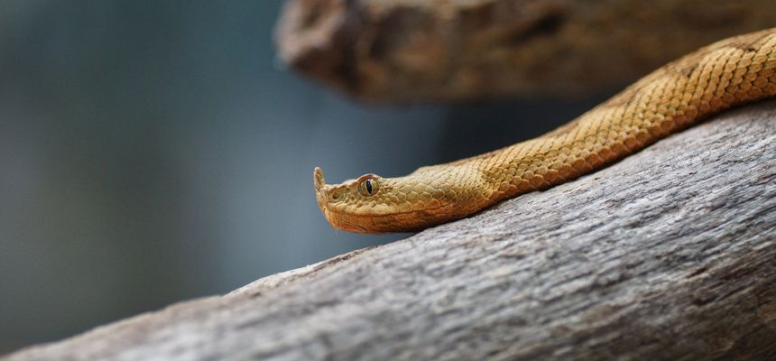 Europaische Hornotter