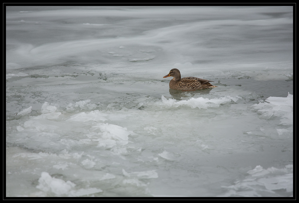 Europakanal im Winter