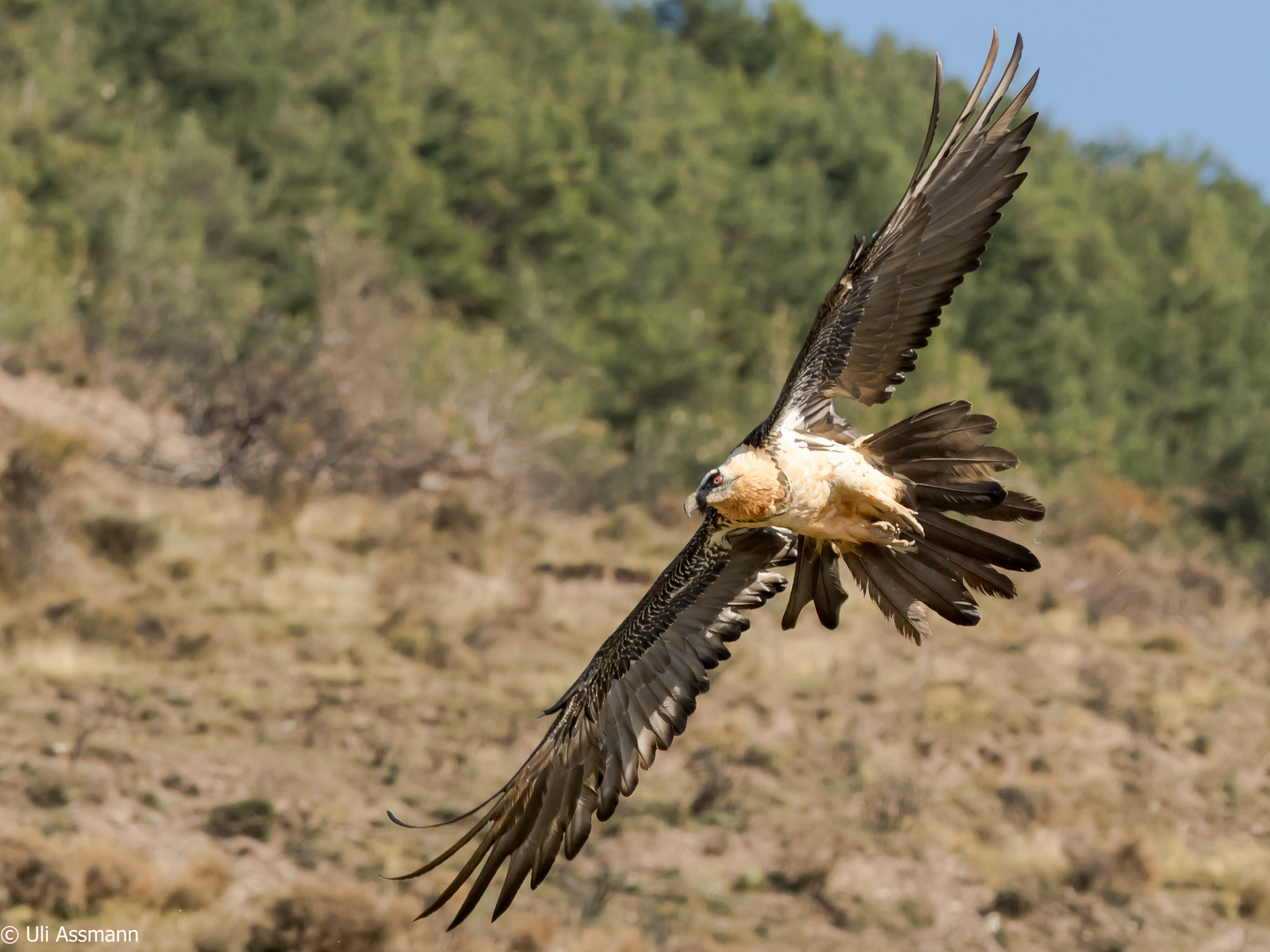 Europas größte Vögel