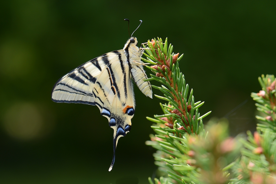 Europas schönster Schmetterling