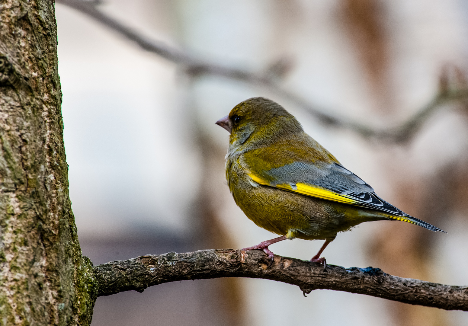 Europas Singvögel .DSC_3039-2 Foto & Bild | tiere, wildlife, wild