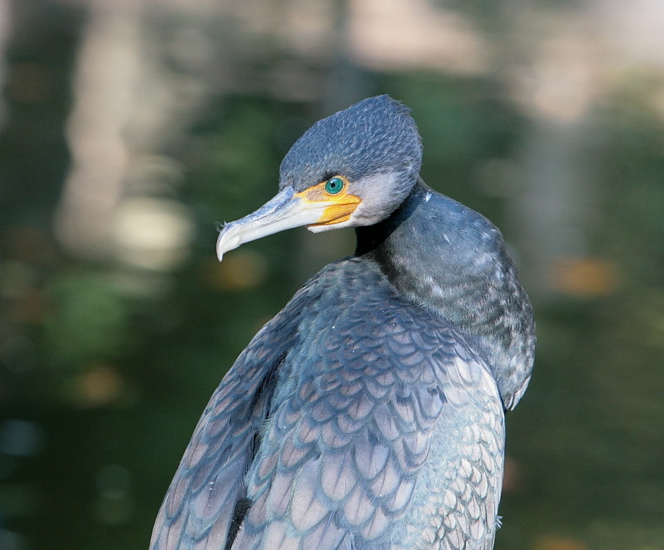 europaweit nun gejagd