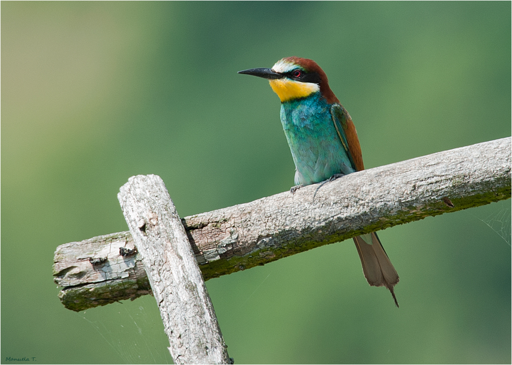 European bee-eater