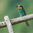 European bee-eater