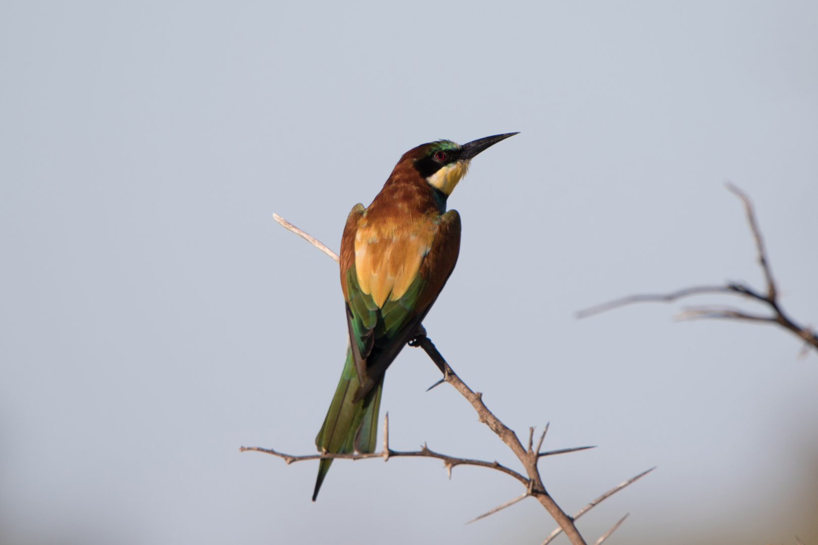 European Bee-eater