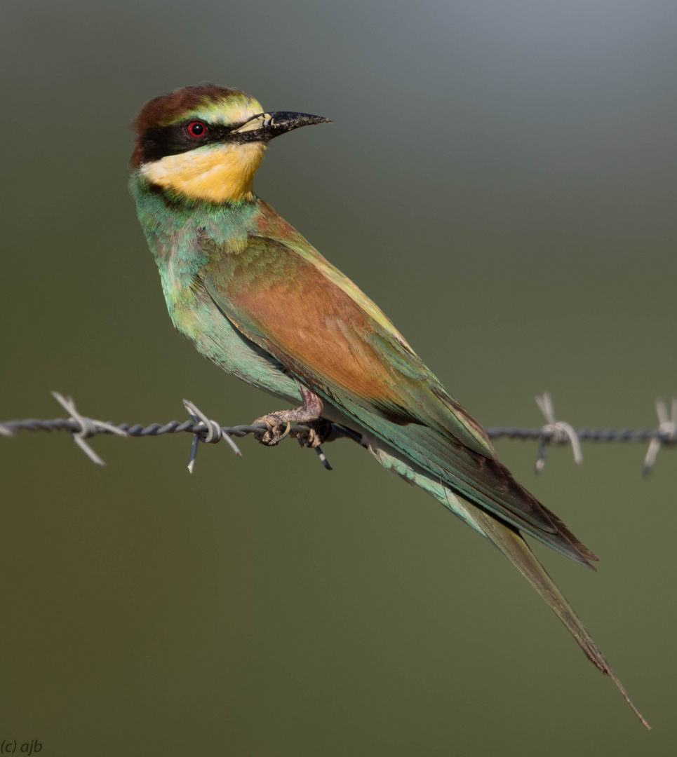 European Bee-eater