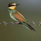 European Bee-eater