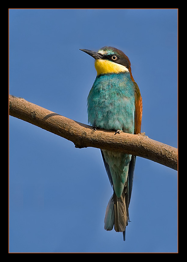 European Bee-eater...