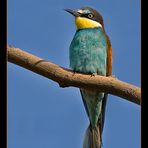 European Bee-eater...