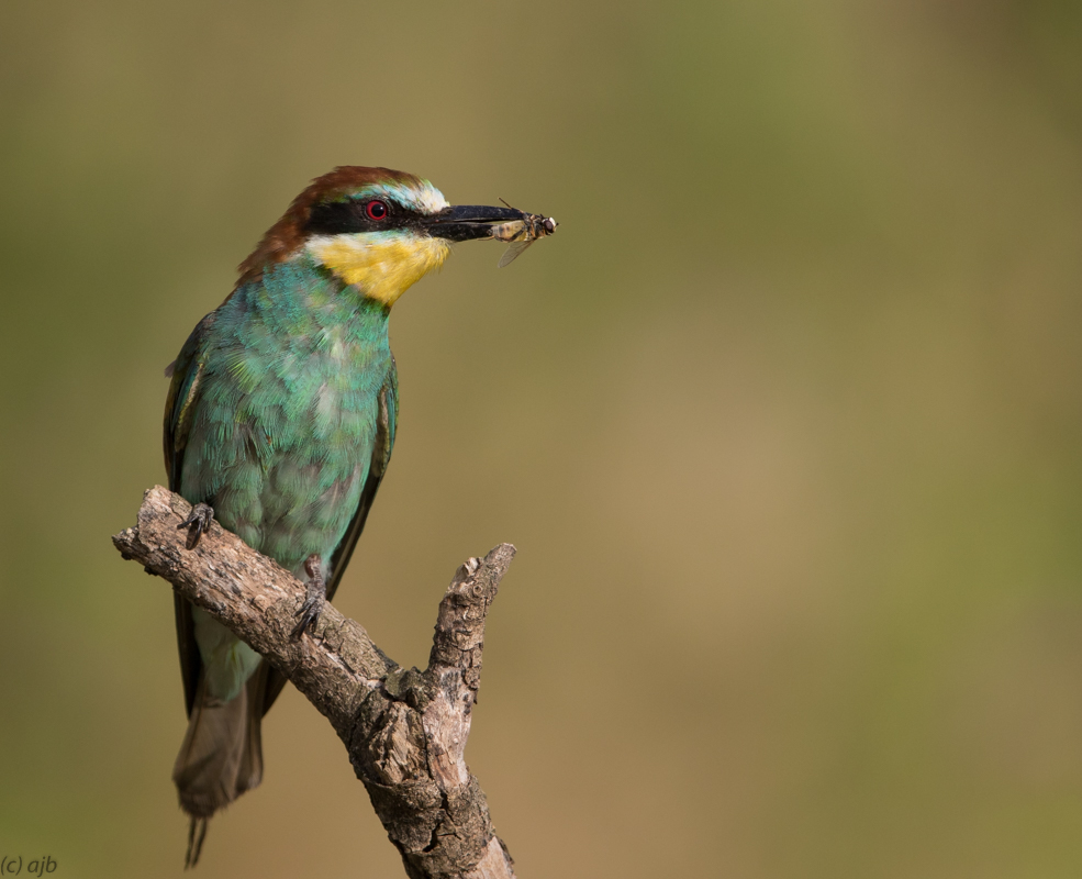 European bee-eater and snack