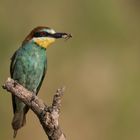 European bee-eater and snack