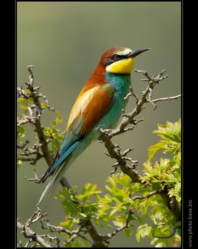 European Bee-eater