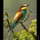 European Bee-eater