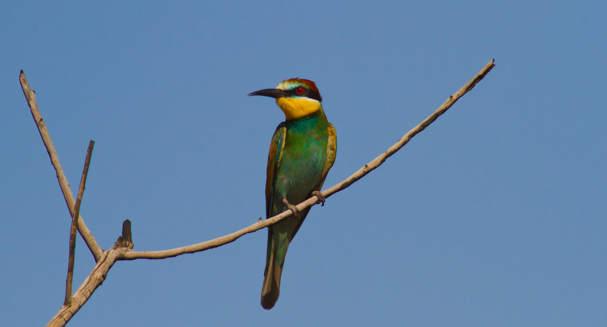 European Bee-eater