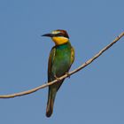 European Bee-eater