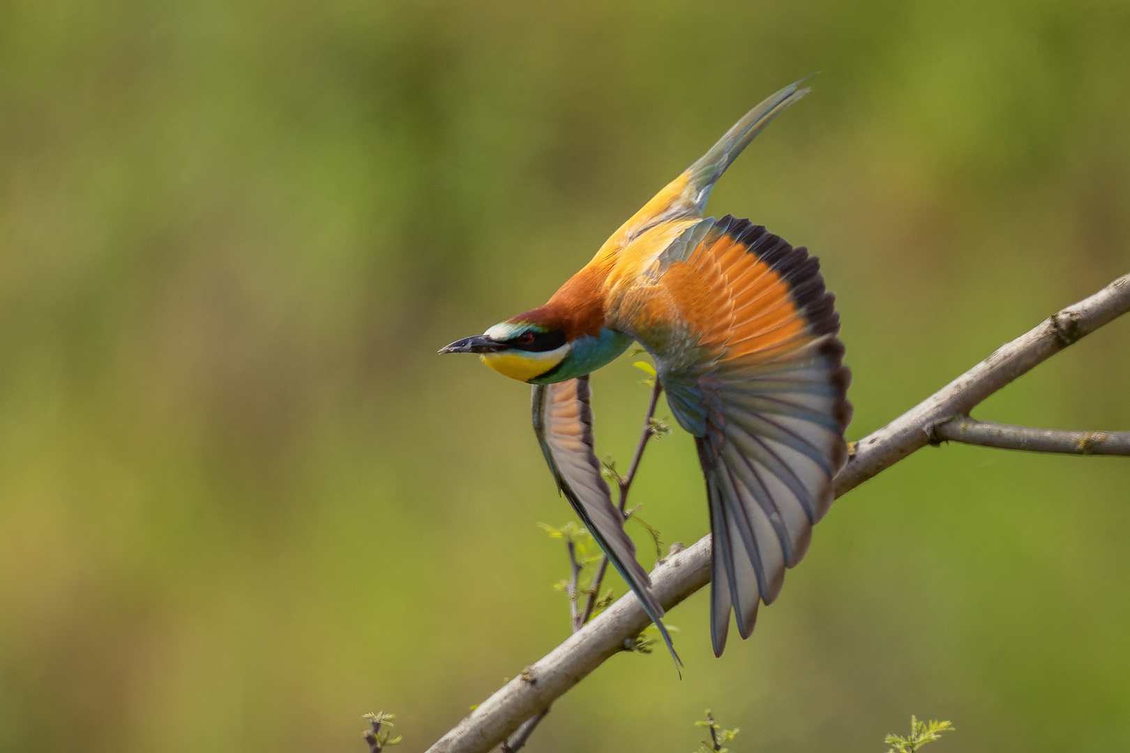 european bee-eater in action (Merops apiaster)