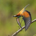 european bee-eater in action (Merops apiaster)