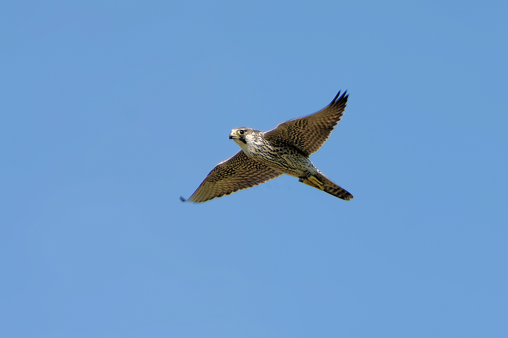 European Bird Watch 2014 (2) Doku