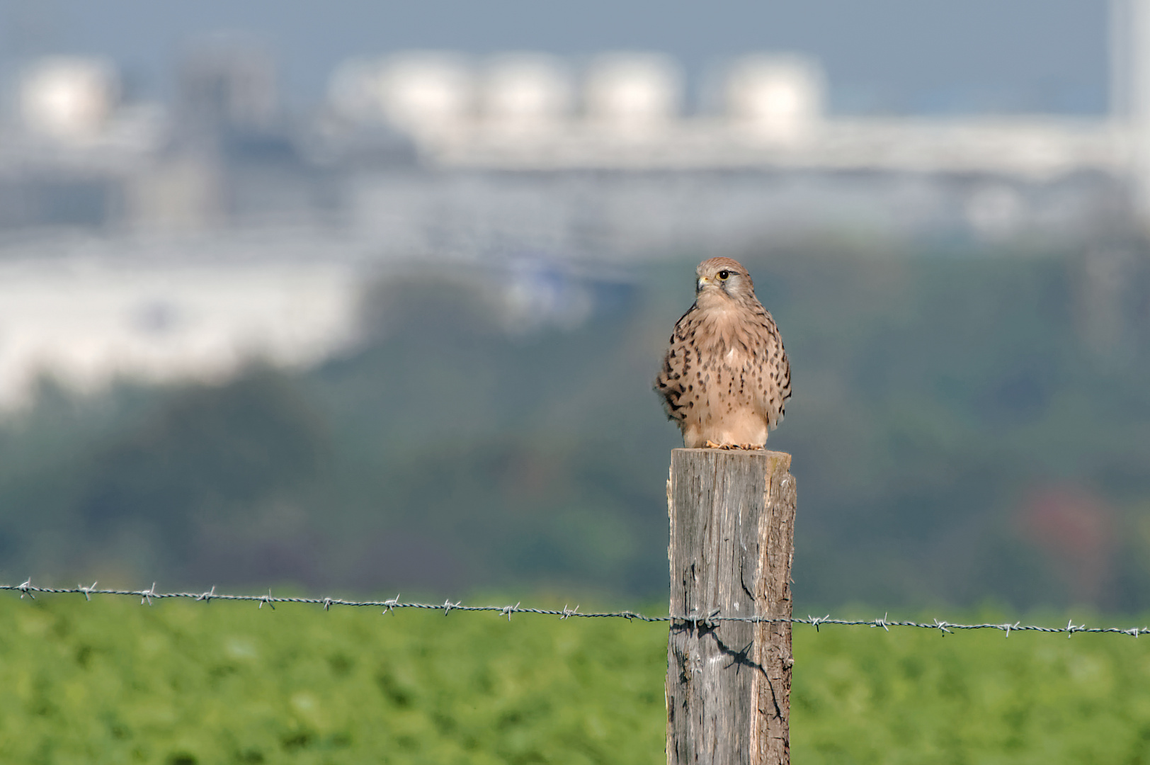 European Bird Watch 2014 (3) neu Art!