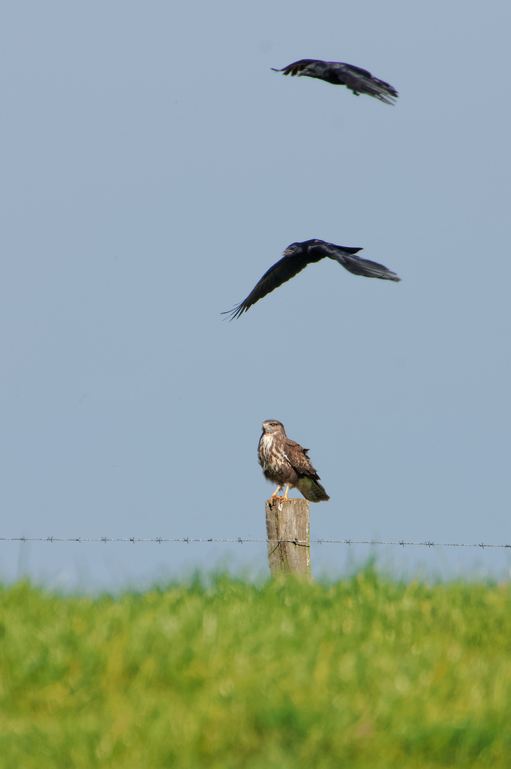 European Bird Watch 2014 (5) Verdruss