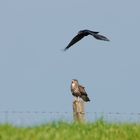 European Bird Watch 2014 (5) Verdruss