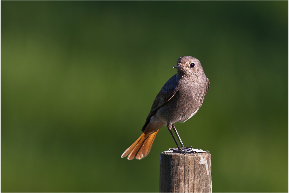 European Black Redstart