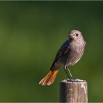 European Black Redstart