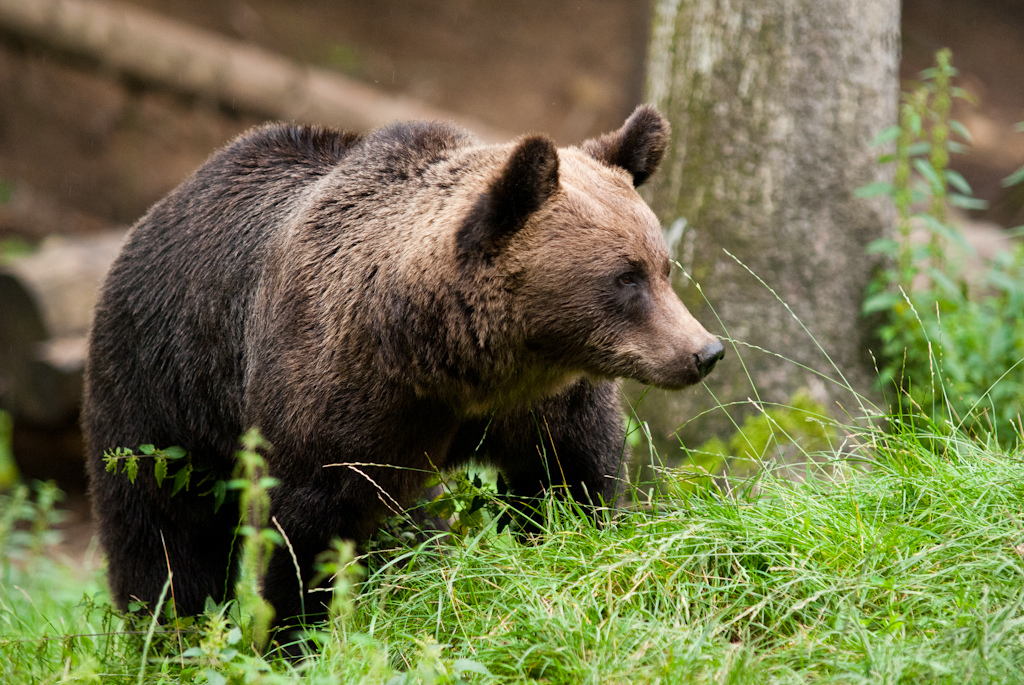 European Brown Bear