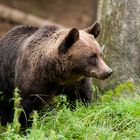 European Brown Bear